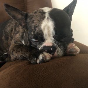 Meet your Posher, Lola